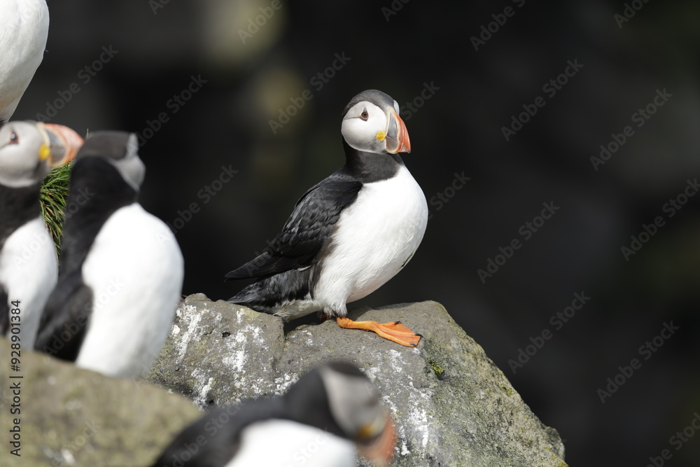 Fototapeta premium Puffin of Iceland