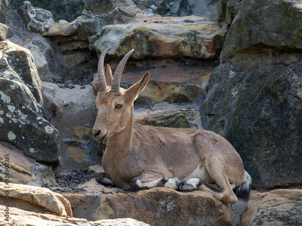 Fototapeta premium Steinbock