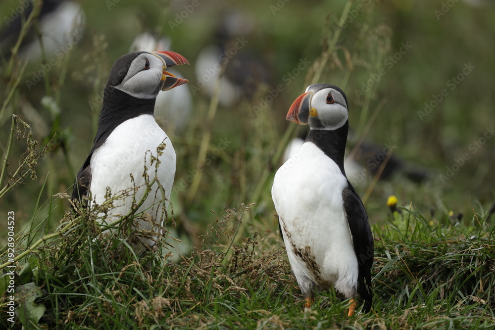 Obraz premium Puffin of Iceland