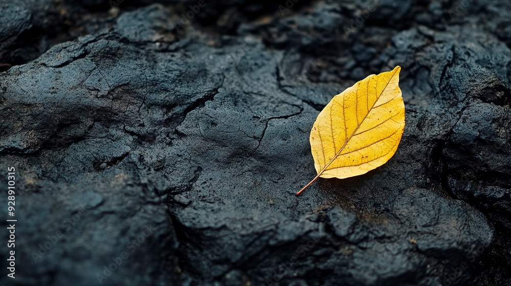 During the autumn season, a single yellow leaf beautifully rests on the dark volcanic rock During the autumn season, a single yellow leaf beautifully rests on the dark volcanic rock