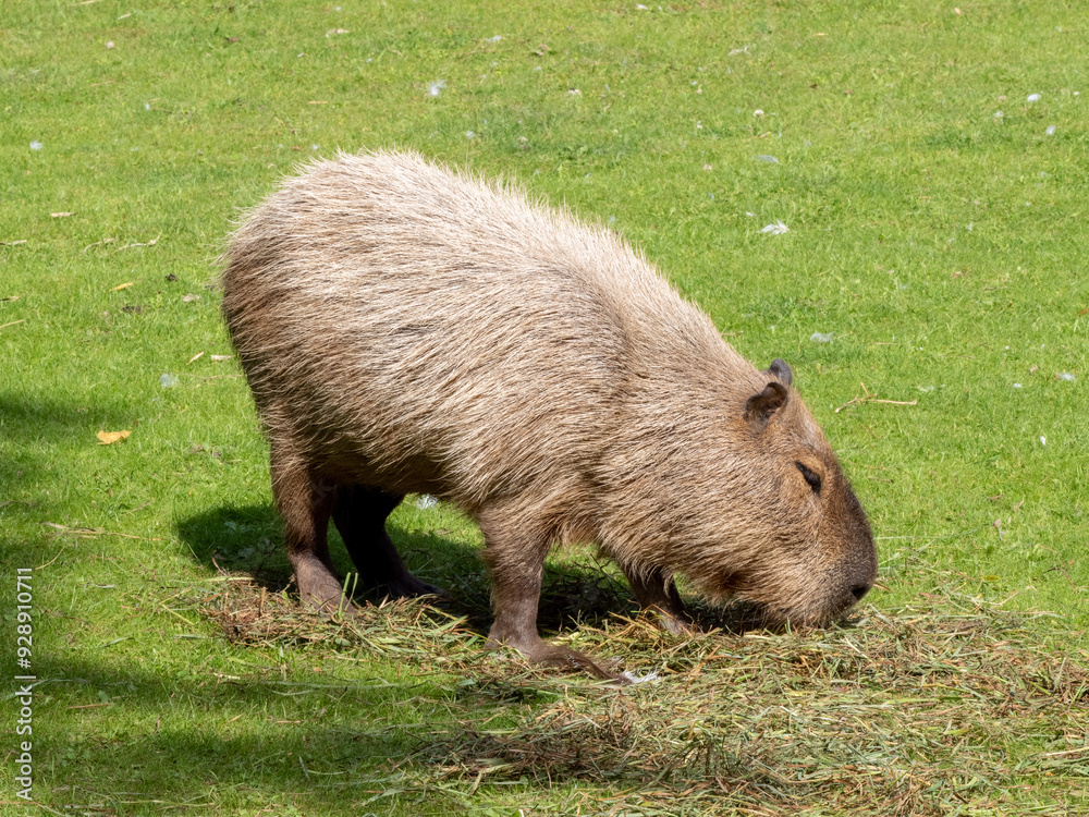 Wasserschwein Wasserschwein