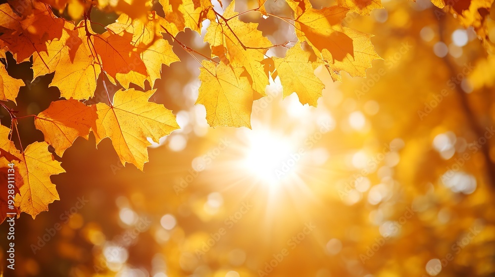 Sunlit canopy of autumn leaves, creating a warm, golden background Sunlit canopy of autumn leaves, creating a warm, golden background