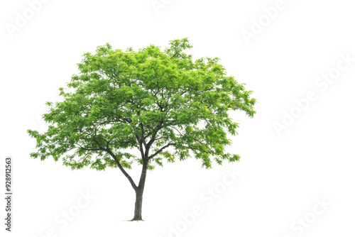 A beautiful, lush, green tree with dense foliage and a sturdy trunk standing alone on a transparent background. perfect for nature and landscaping themes.