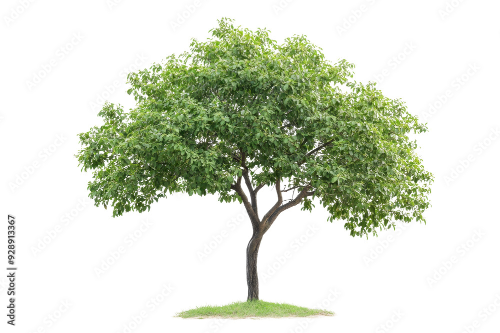 A lush green tree stands on a transparent background. showcasing its full foliage and natural beauty, ideal for various design projects. A lush green tree stands on a transparent background. showcasing its full foliage and natural beauty, ideal for various design projects.