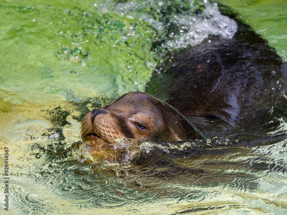 Fototapeta premium Robbe