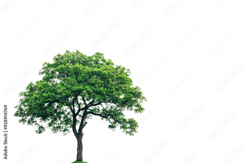 Obraz premium An isolated green tree with a lush canopy set against a transparent background, perfect for design projects and nature-themed graphics.