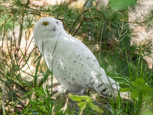 Schneeeule photo