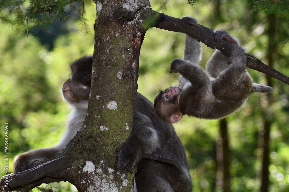 Obraz premium BABY MACACHI GIAPPONESI DI MINOO, PRESSO AFFENBERG DI LANDSKRON, AUSTRIA. 