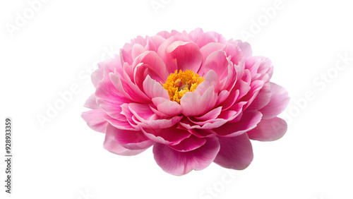 Chinese peony isolated on transparent background