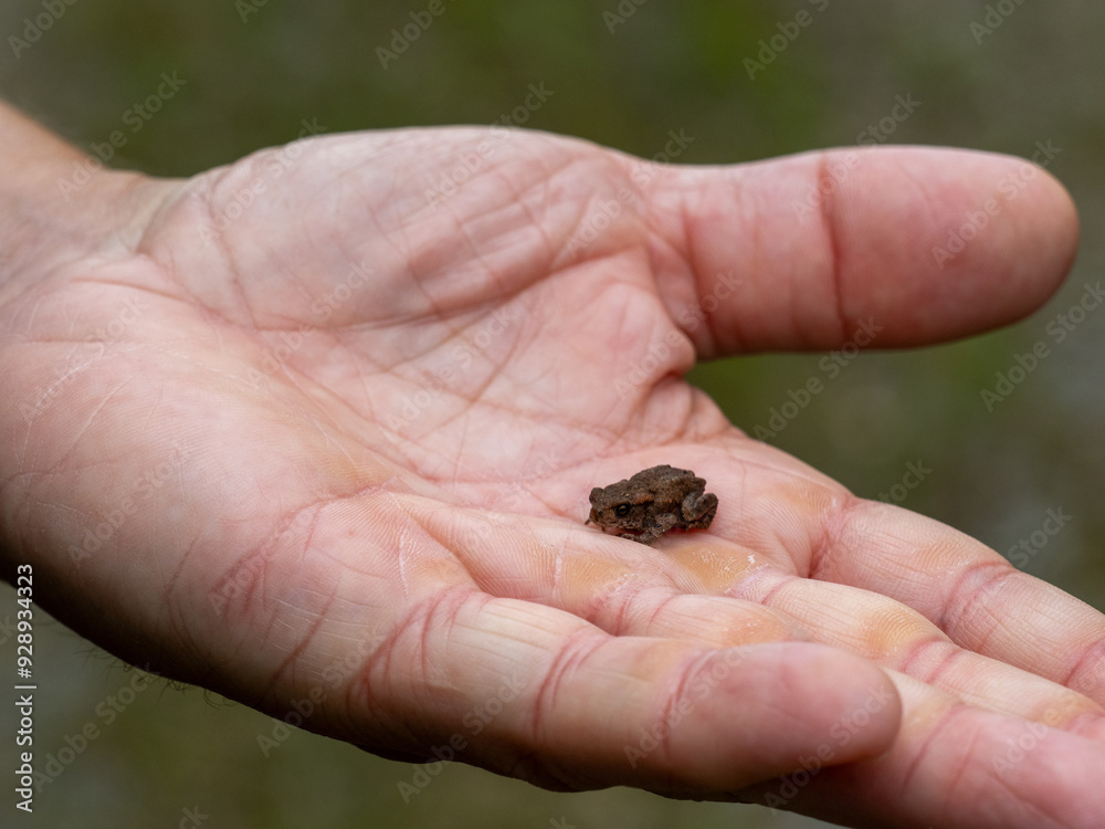 Frosch Frosch