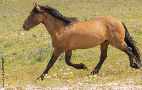 Beautiful Wild Horse in Suimmer int he Pryor Mountains Montana