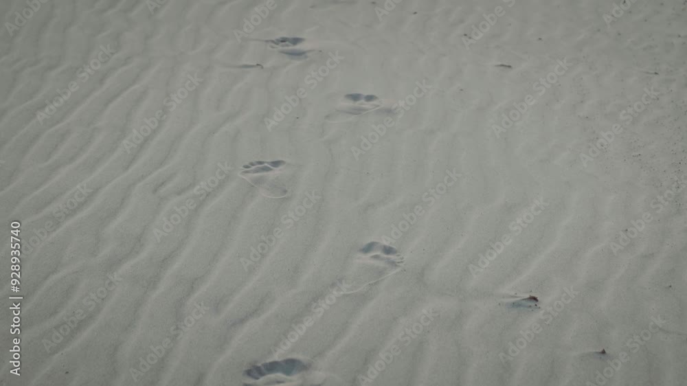 human footprints steps prints on white sand in desert. Travel caravan. Lost traveler. Video without people details object. deserted night cold desert Sahara stove dunes dune texture of waves from wind human footprints steps prints on white sand in desert. Travel caravan. Lost traveler. Video without people details object. deserted night cold desert Sahara stove dunes dune texture of waves from wind