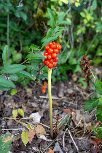 Close-Up of Toxic Red Berries on Arum maculatum in Woodland Setting photo