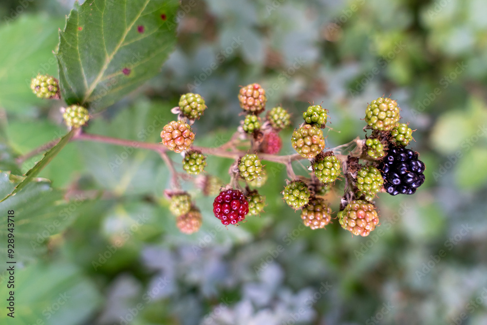 Close-Up of Ripening Blackberries on Bramble Bush in Garden Close-Up of Ripening Blackberries on Bramble Bush in Garden