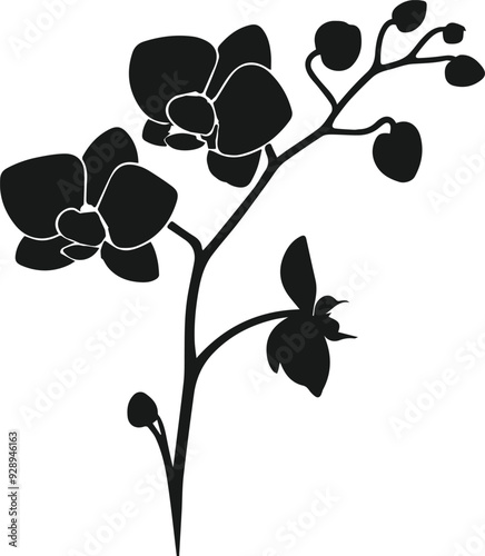 silhouette of branch with orchid flowers on a white background.