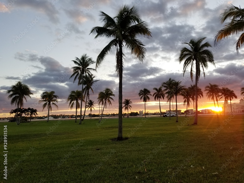 sunrise palm trees sunrise palm trees