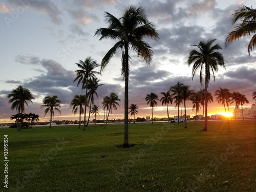 sunrise palm trees