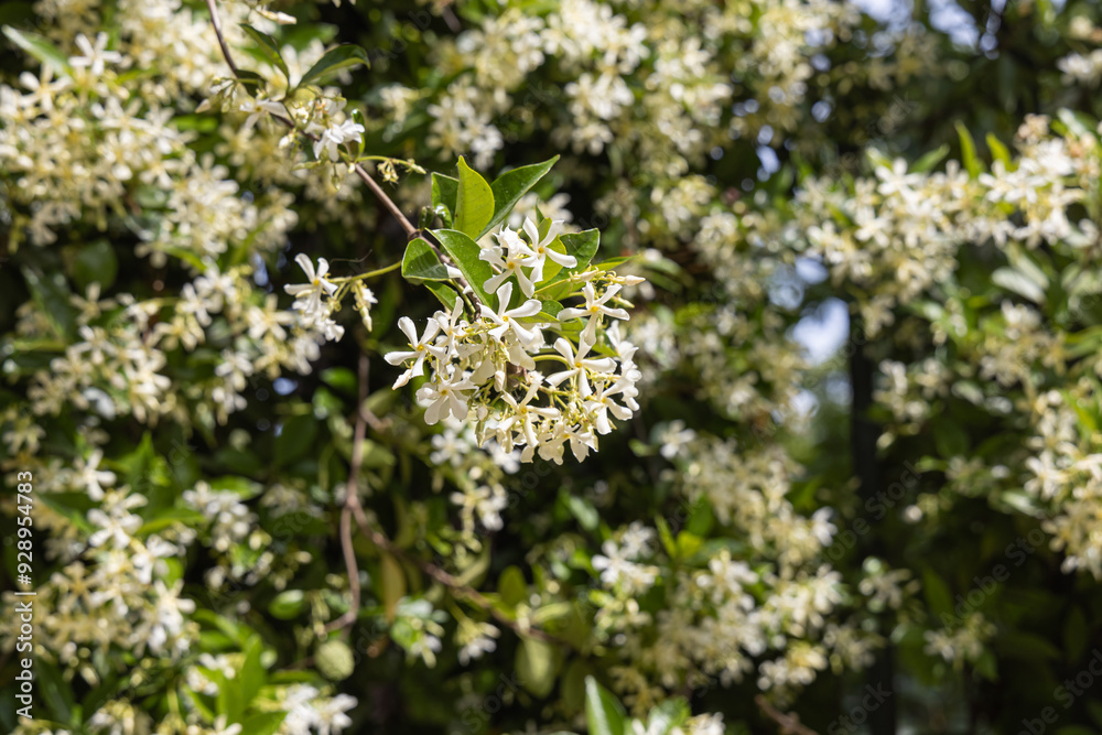 Trachelospermum jasminoides or Confederate jasmine with green leaves on a blurred green background Trachelospermum jasminoides or Confederate jasmine with green leaves on a blurred green background