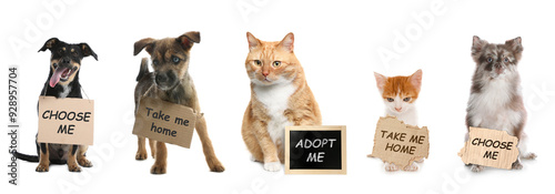 Canvas Print Adorable dogs and cats with signs on white background