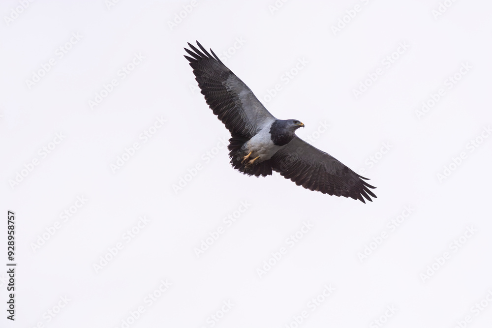 Black chested Buzzard eagle, Torres del Paine National Park, Patagonia, Chile. Black chested Buzzard eagle, Torres del Paine National Park, Patagonia, Chile.