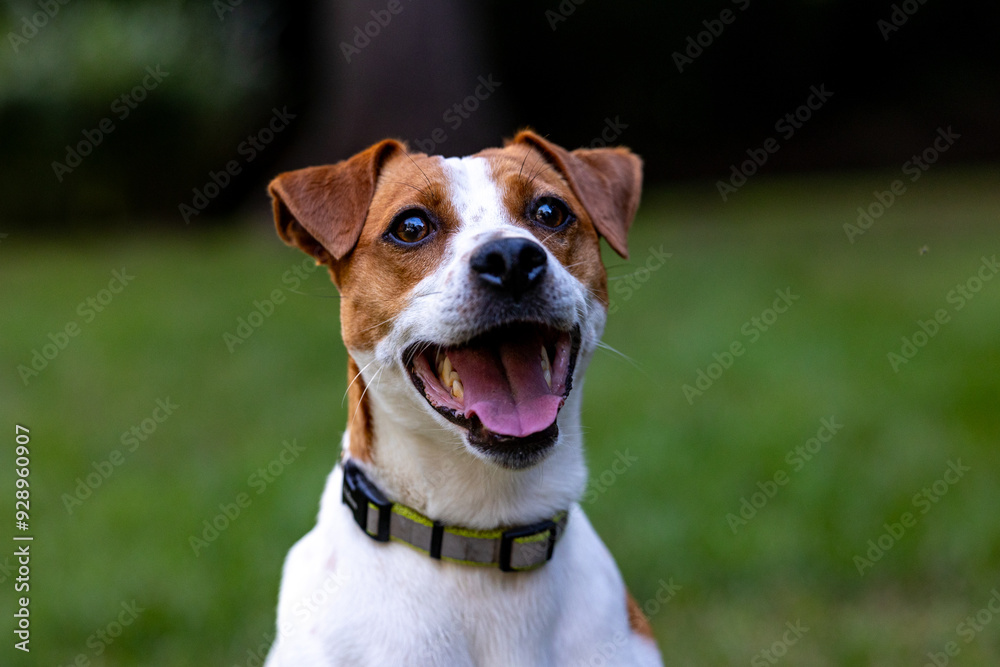 A Danish–Swedish Farmdog smiling with his tongue out  and his ears flopped over
