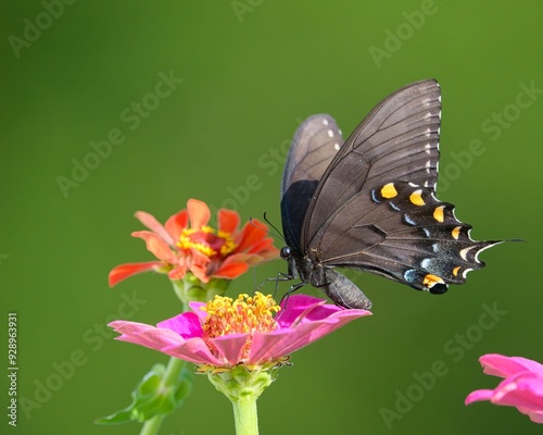 Close-up of an Eastern Tiger Swallowtail (black form) in Dover, Tennessee photo