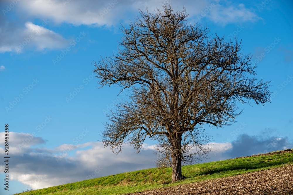 Solitary tree on a hill under a bright blue sky with scattered clouds. Bad Schallerbach, Austria
