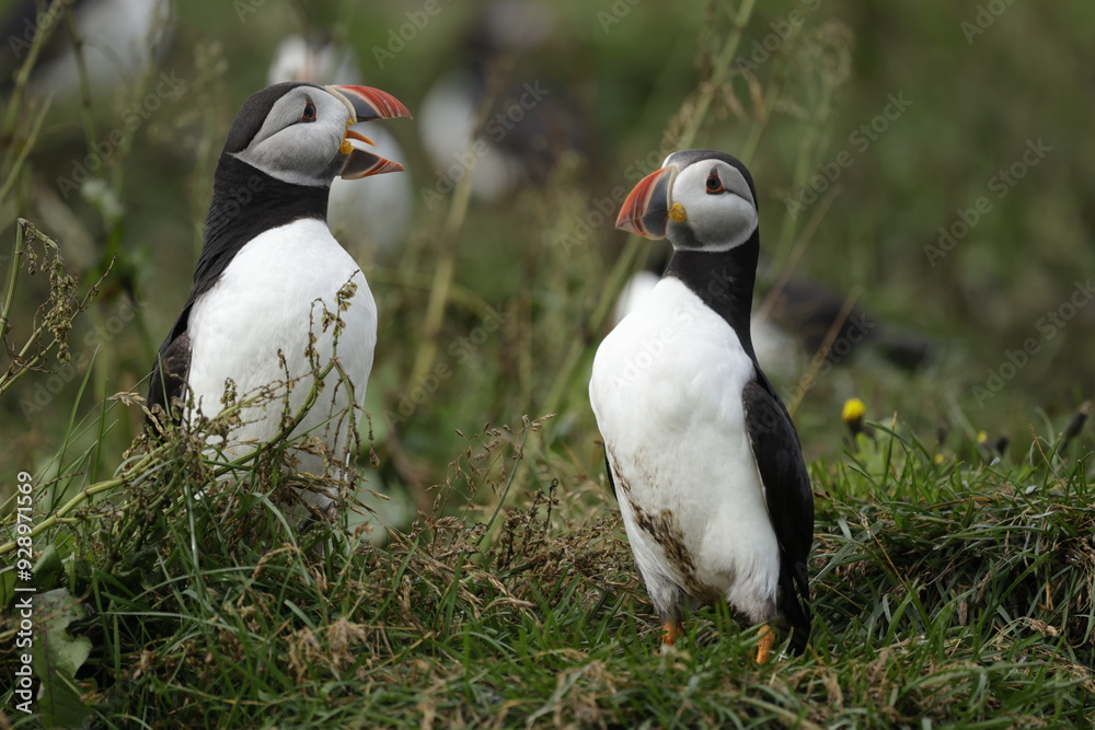Naklejka premium Puffin Iceland