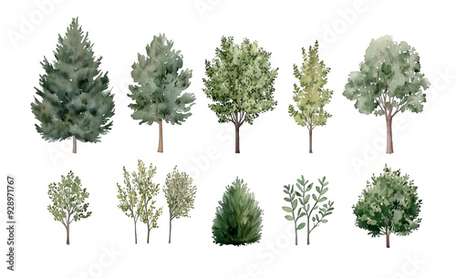 Watercolor Tree Illustrations Featuring a Variety of Green Foliage and Evergreen Trees