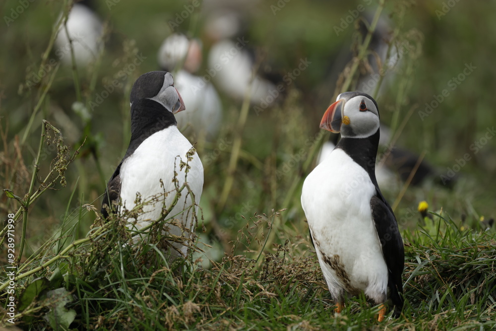 Fototapeta premium Puffin Iceland