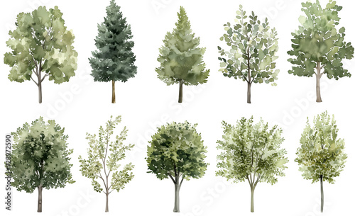Watercolor Tree Illustrations Featuring a Variety of Green Foliage and Evergreen Trees