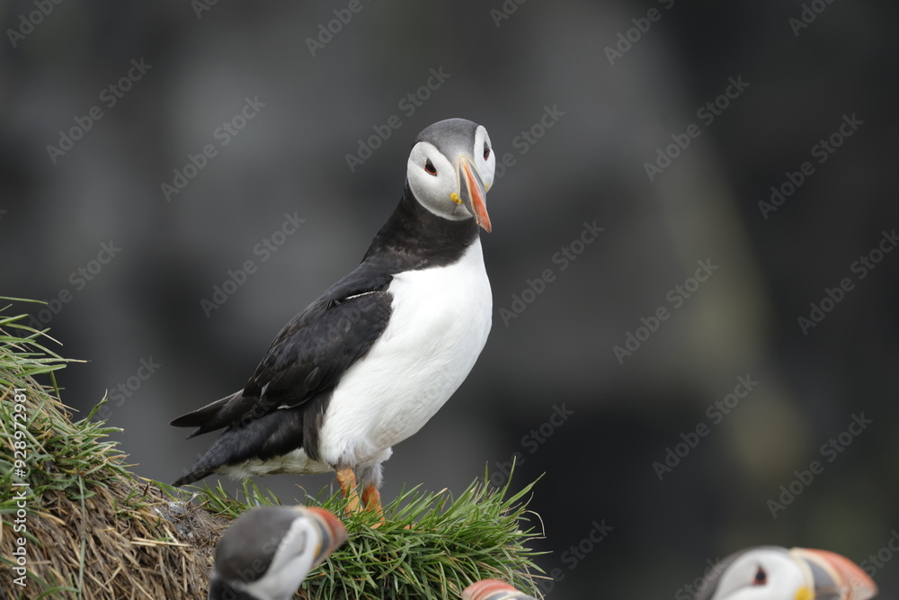 Obraz premium Puffin Iceland