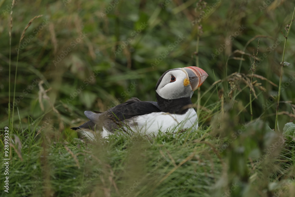 Puffin Iceland Puffin Iceland