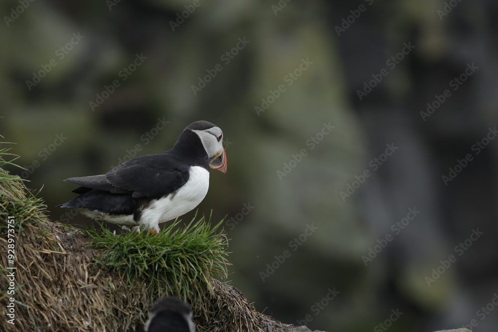 Obraz premium Puffin Iceland