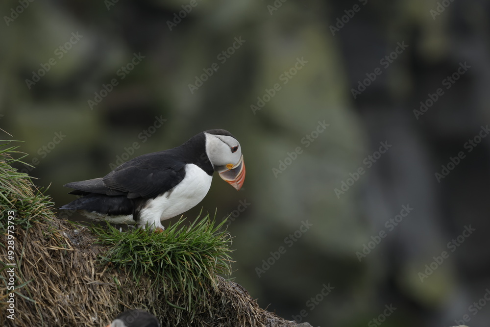 Puffin Iceland