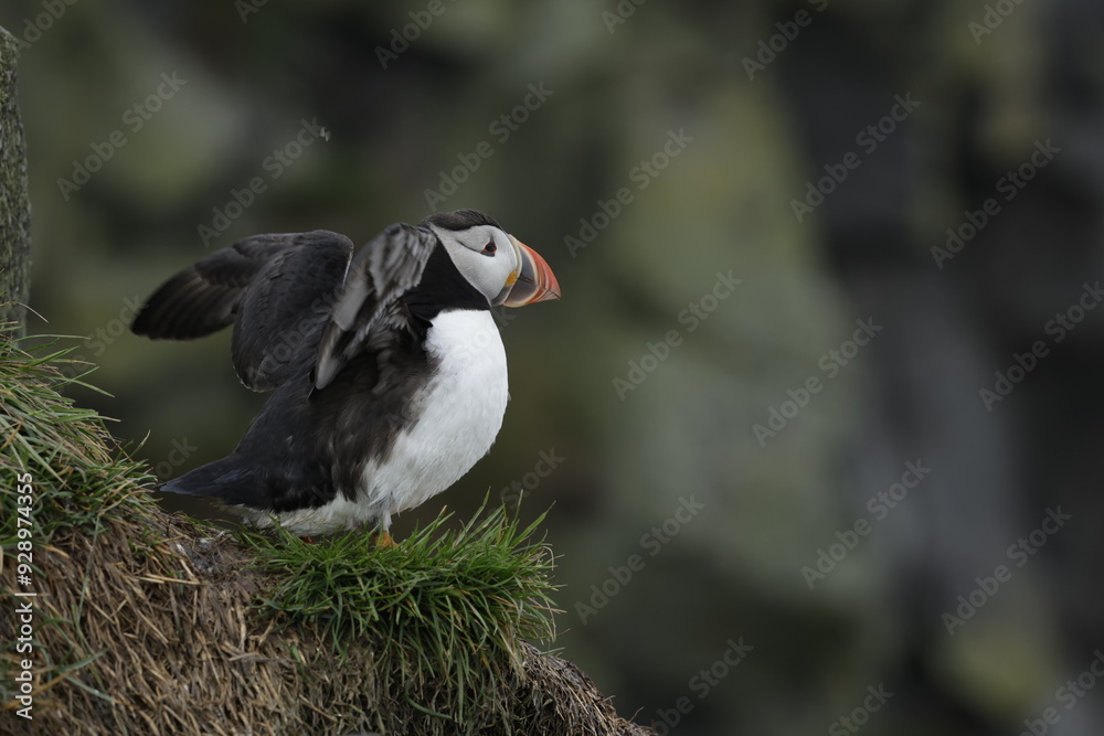 Fototapeta premium Puffin Iceland
