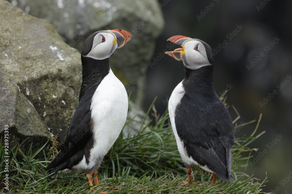 Naklejka premium Puffin Iceland