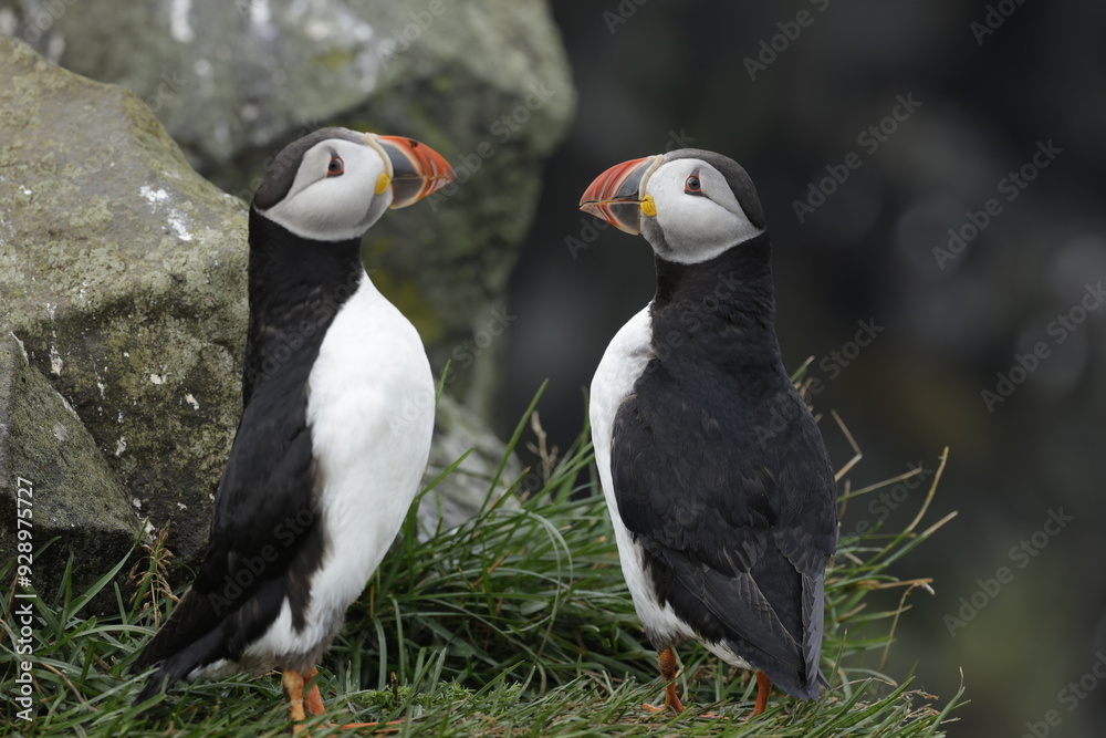 Fototapeta premium Puffin Iceland