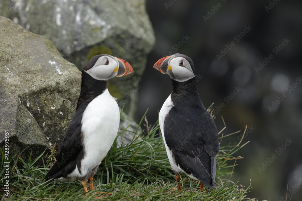 Fototapeta premium Puffin Iceland