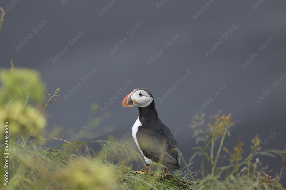 Fototapeta premium Puffin Iceland