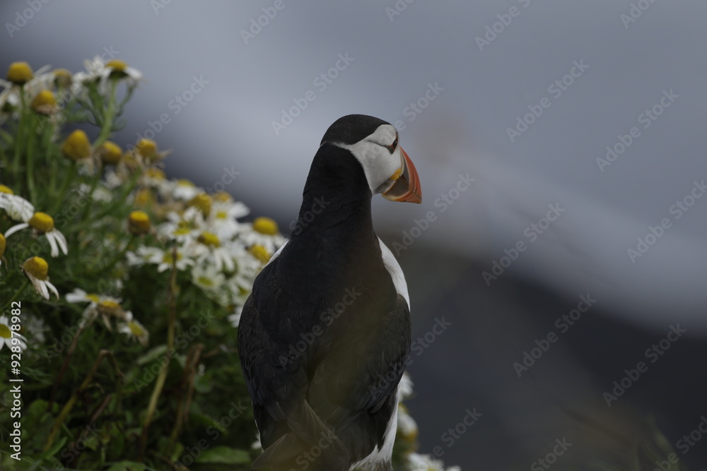 Fototapeta premium Puffin Iceland