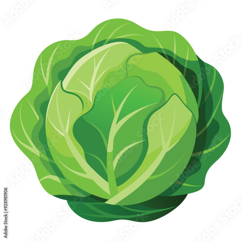 cabbage isolated on white background