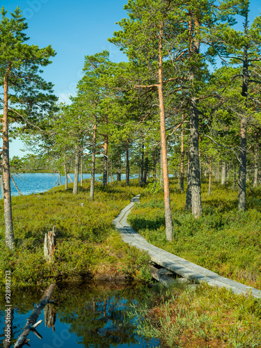 Duckboards on swamp in Finland on a sunny summer day
