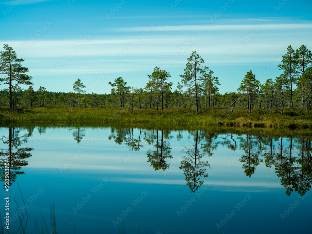 Fototapeta premium reflection of trees in water on a small forest lake in Finland