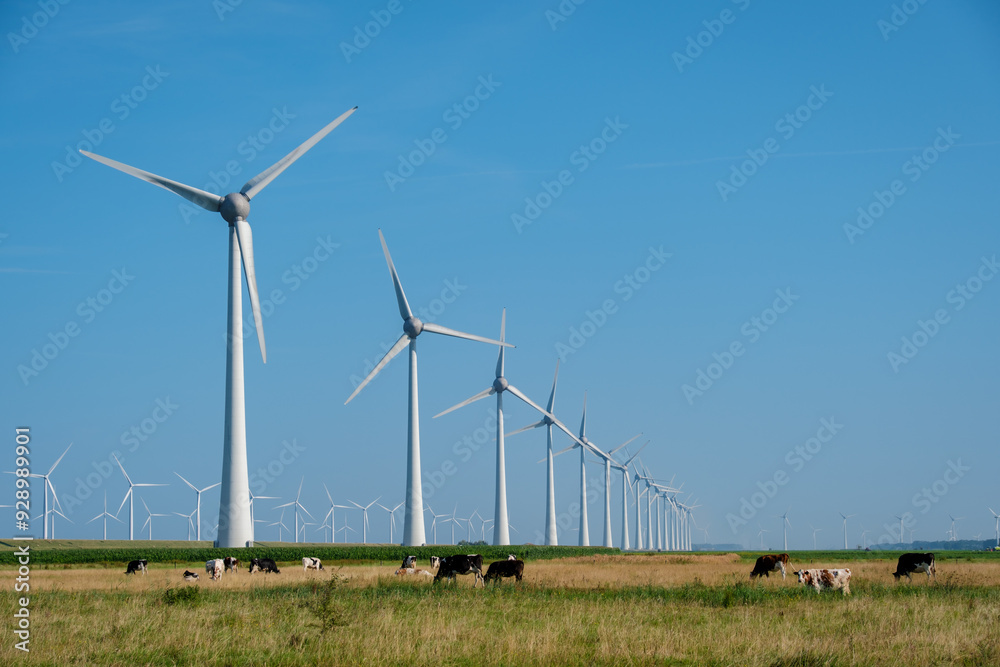 Serene Windmill Park With Grazing Cows Under Clear Blue Skies in the Netherlands Serene Windmill Park With Grazing Cows Under Clear Blue Skies in the Netherlands