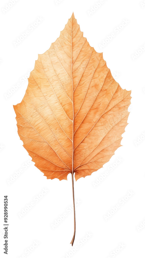 PNG Birch leaf plant tree white background. PNG Birch leaf plant tree white background.
