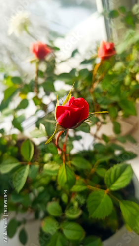 A Beautiful Red Rose is Blooming Gracefully in an Elegant White Pot, Radiating Charm