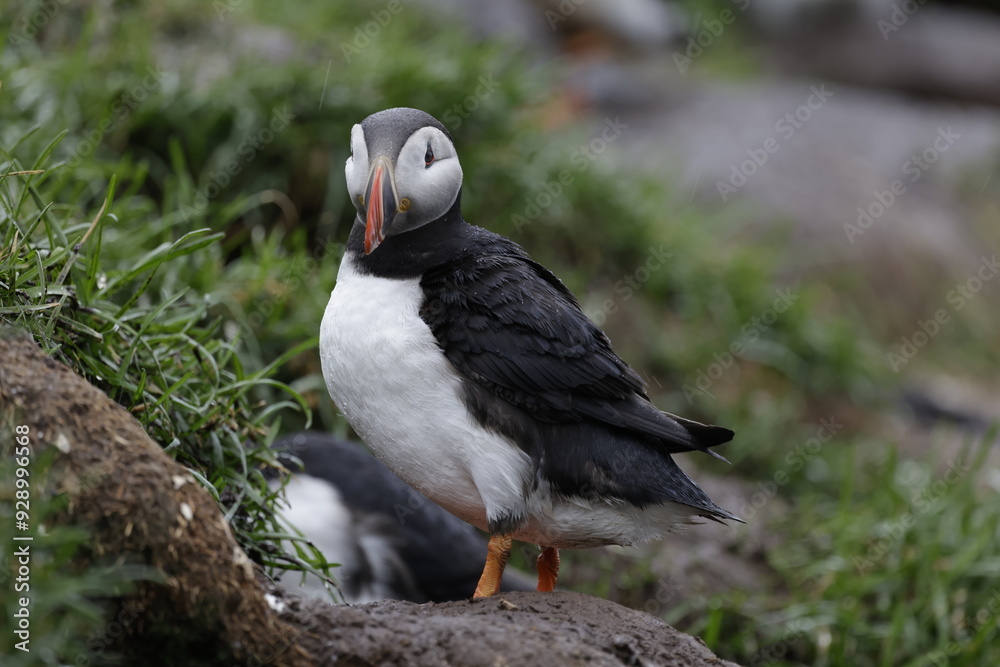 Fototapeta premium Puffin Iceland