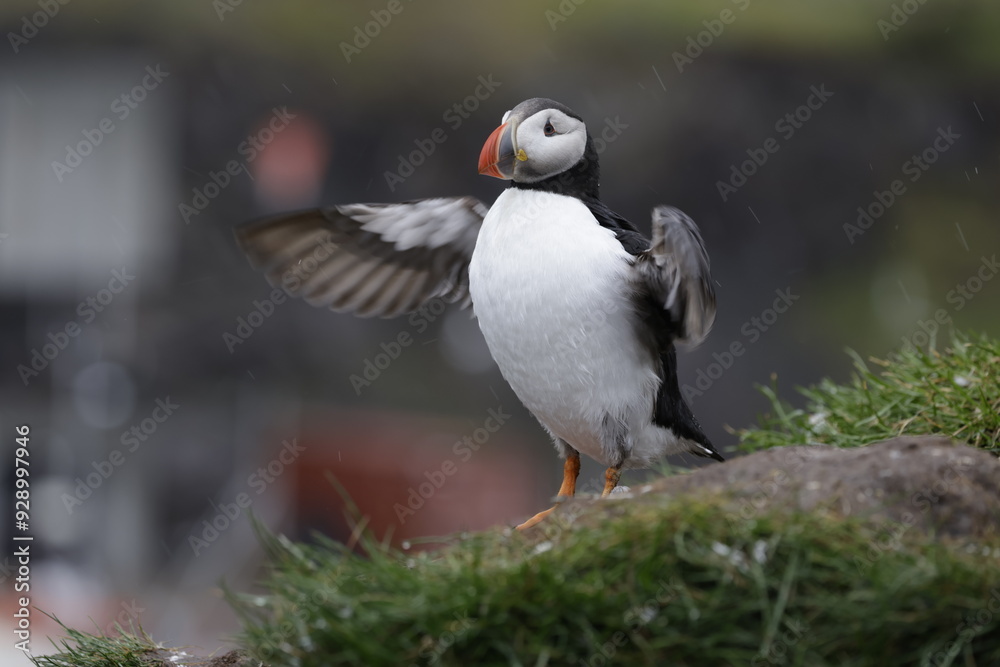 Puffin Iceland Puffin Iceland