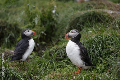 Puffin Iceland